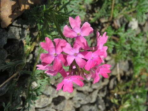 Image of Dakota mock vervain