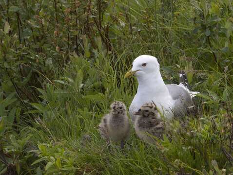 Image of Short-billed Gull