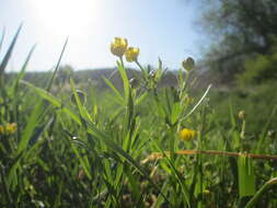 Image of Goldilocks Buttercup