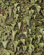 Image of cup lichen