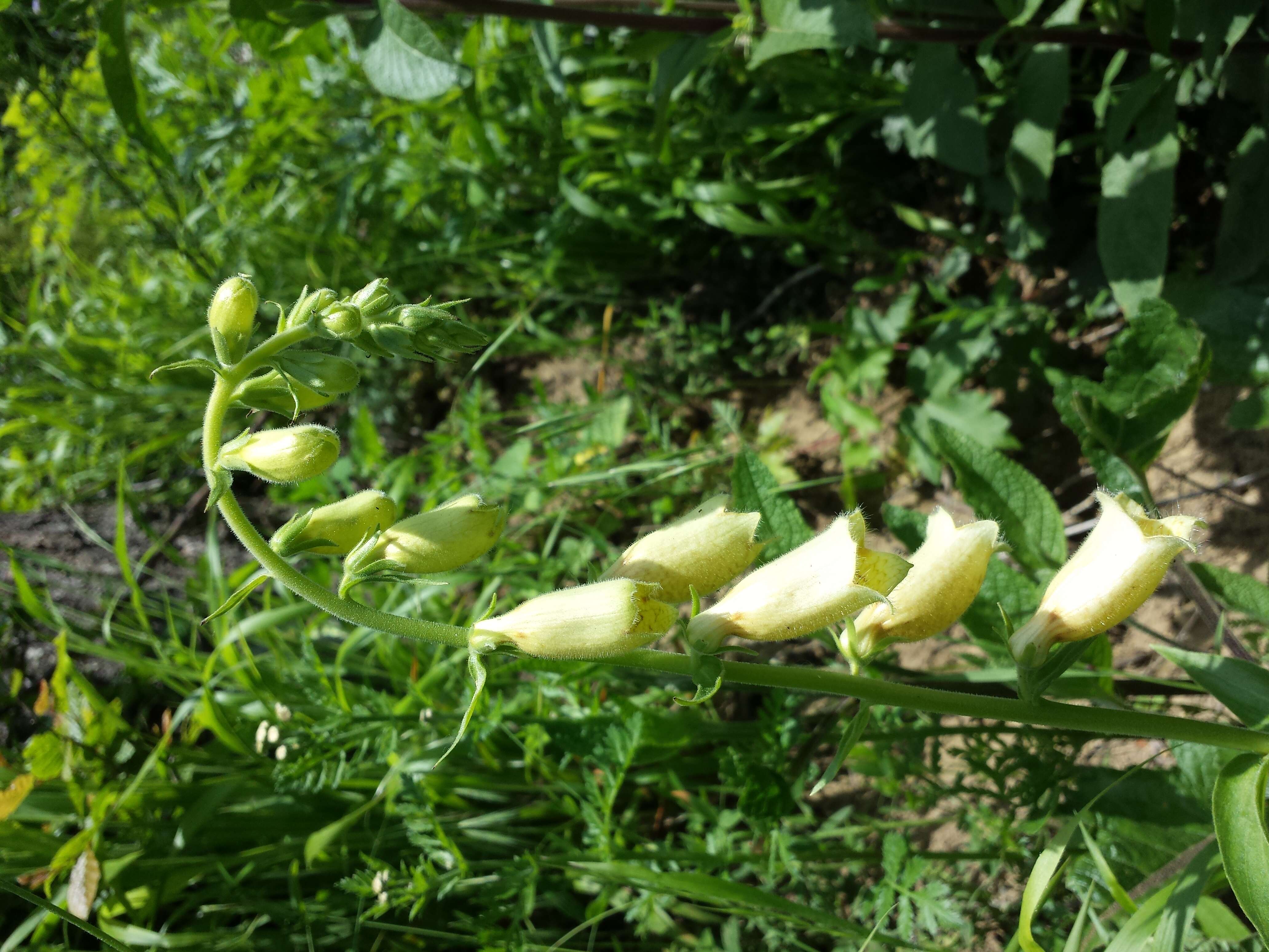 Imagem de Digitalis grandiflora Mill.