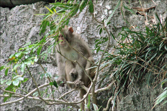 Image of Rhesus Monkey