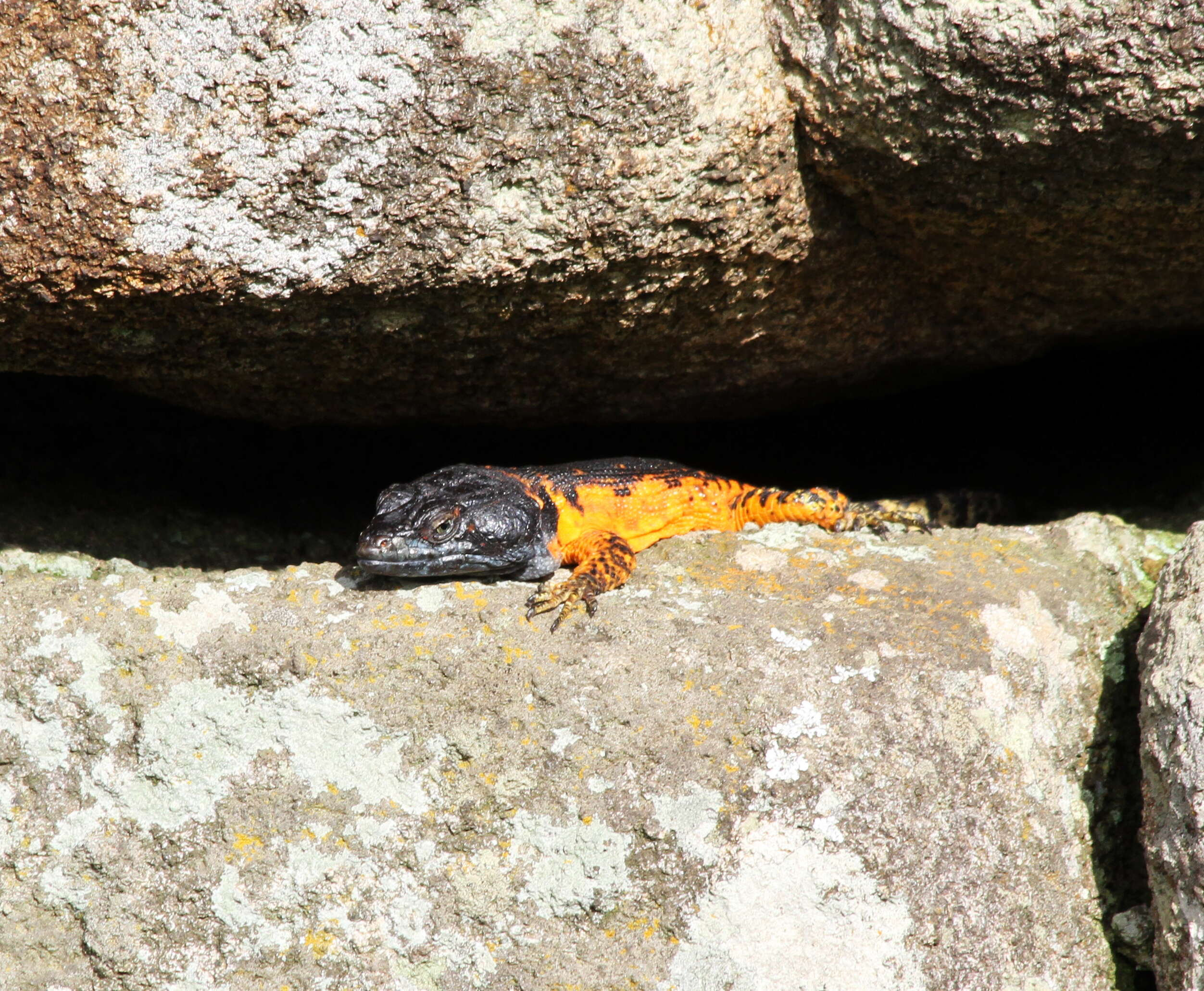 Image de Lézard des rochers du Drakensberg