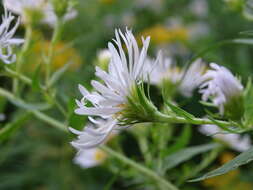 Image of purplestem aster