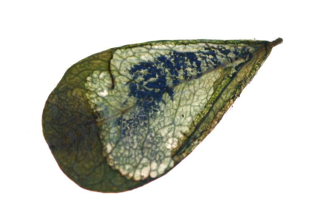 Image of Trifurcula cryptella (Stainton 1856) Johansson 1971