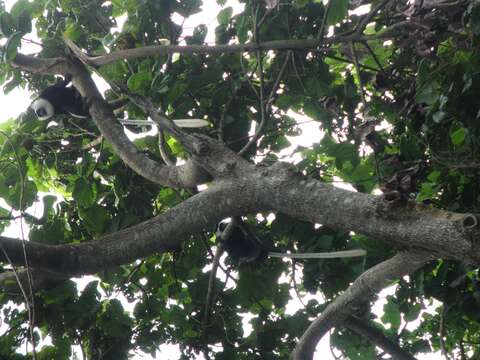 Sivun Colobus vellerosus (I. Geoffroy Saint-Hilaire 1834) kuva