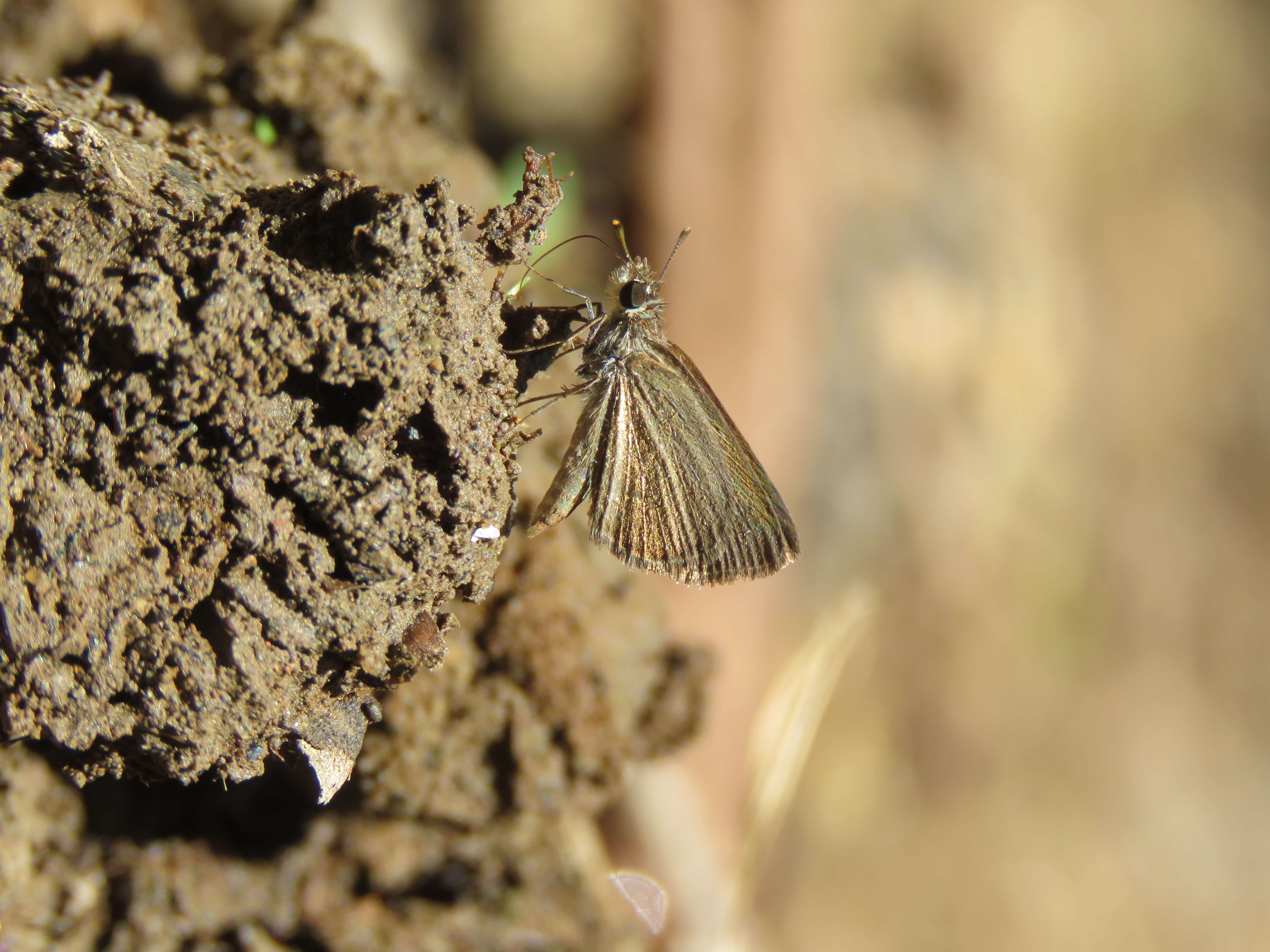 Image of Pygmy Scrub-hopper