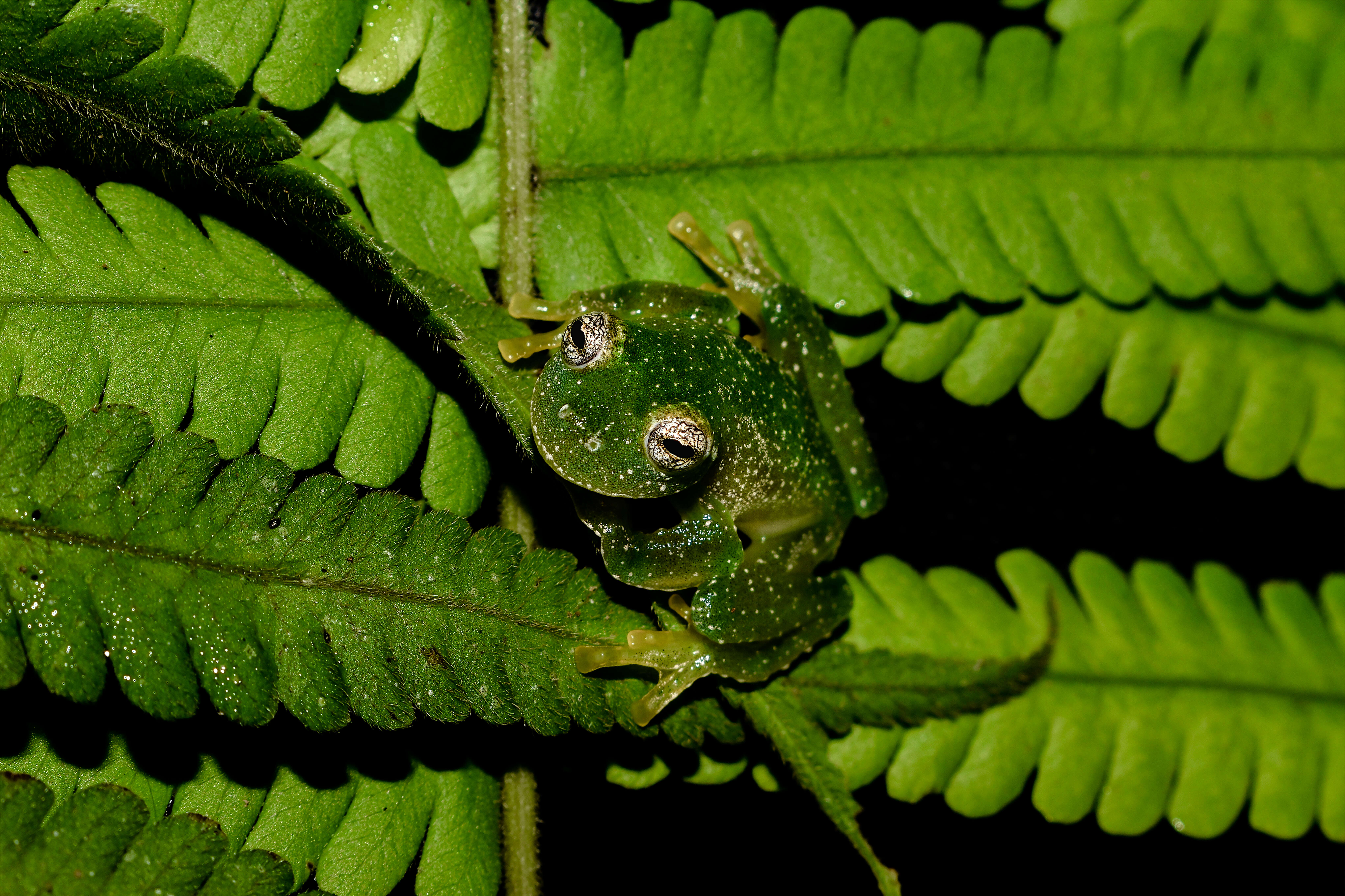 Image of Humboldt's Glass Frog