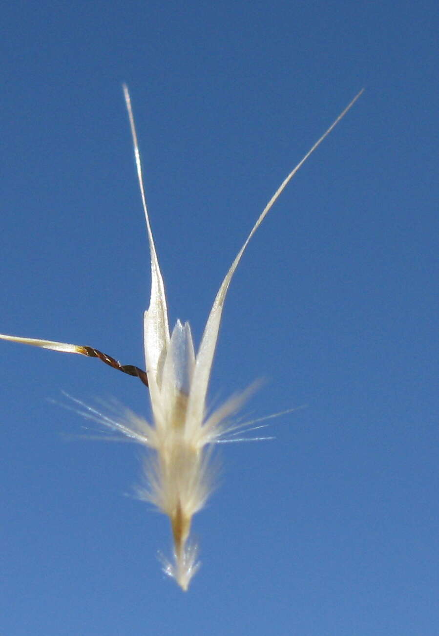 صورة Rytidosperma caespitosum (Gaudich.) Connor & Edgar