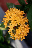 Image of ixora