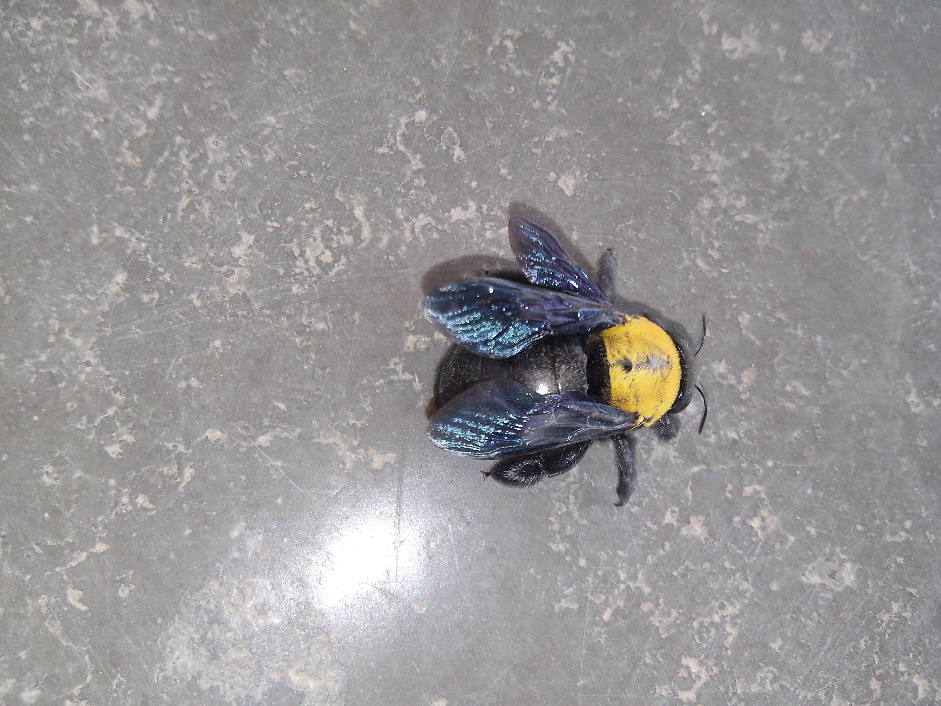 Image of large carpenter bee