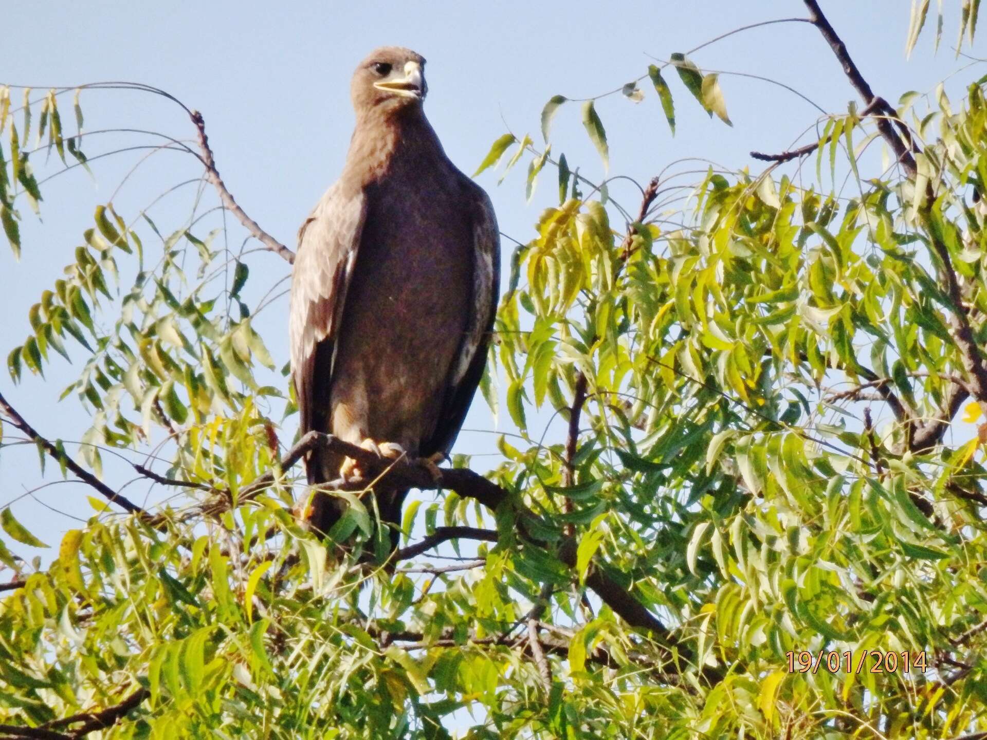 Image of Steppe Eagle