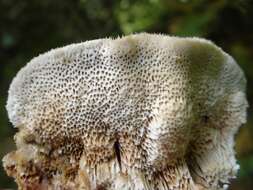 Image of Trametes trogii Berk. 1850