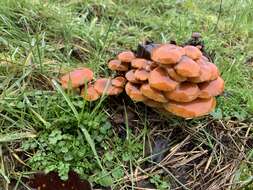 Plancia ëd Flammulina velutipes (Curtis) Singer 1951