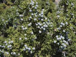 Image of Bigberry Juniper