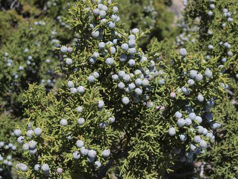 Image of Bigberry Juniper