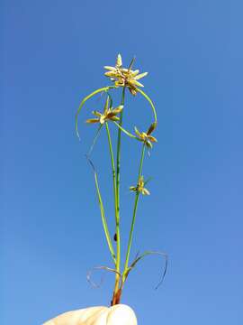 Image of Yellow Flat Sedge