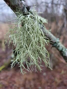 Imagem de Ramalina farinacea (L.) Ach.