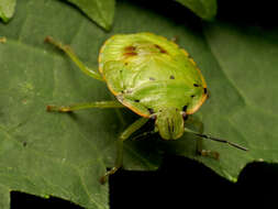 Image of Green stink bug