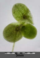 Image of turion duckweed