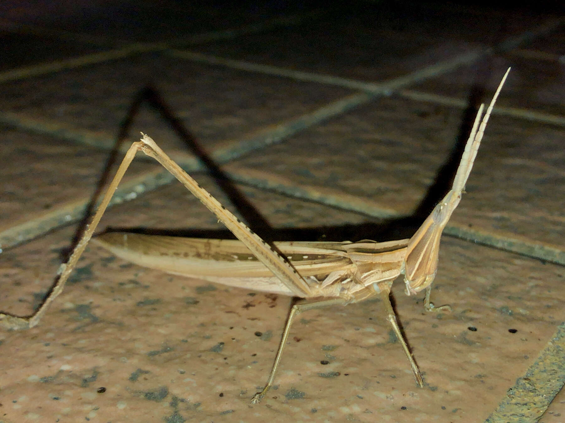 Image of Chinese Grasshopper