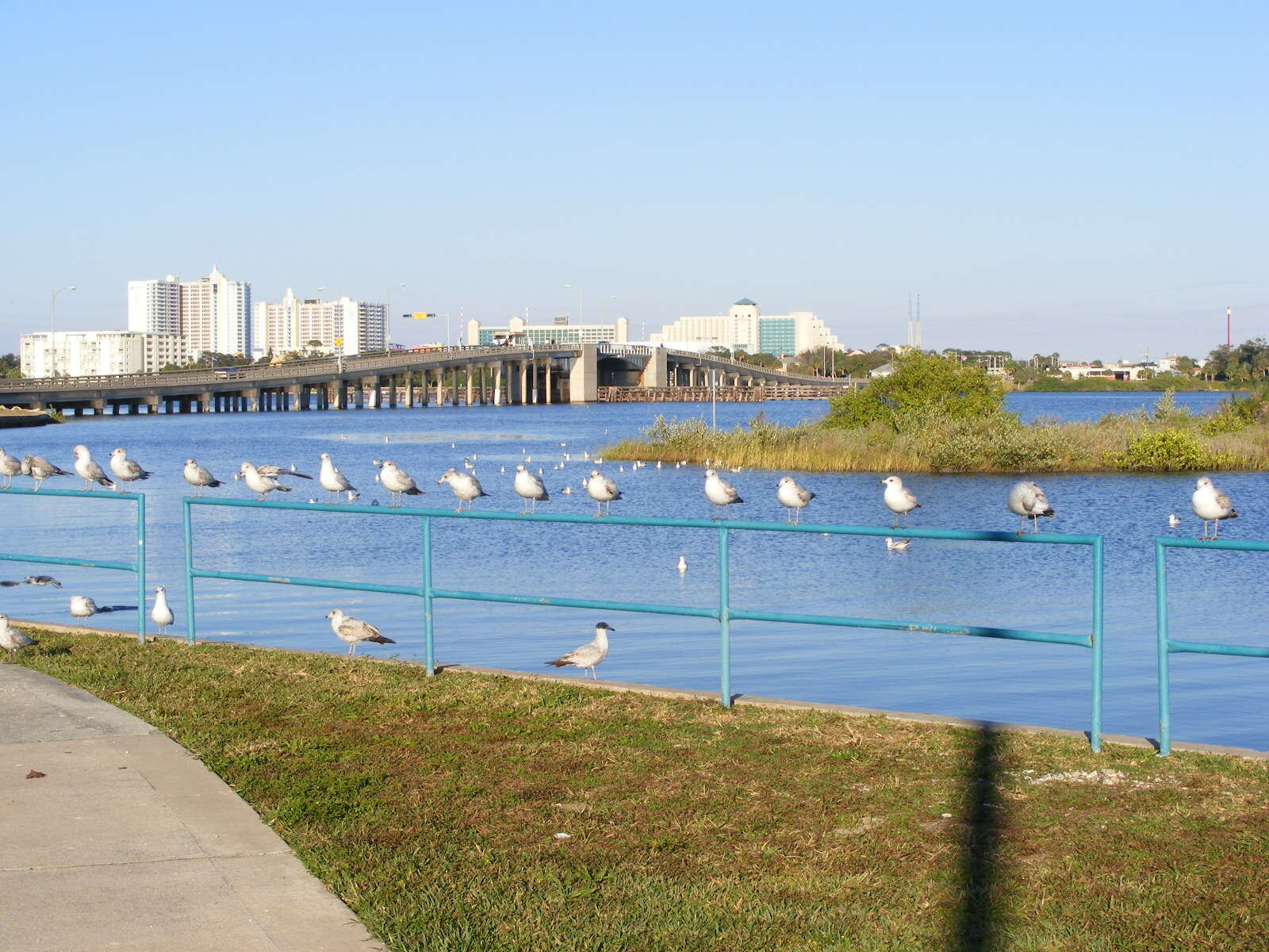 Image of Ring-billed Gull