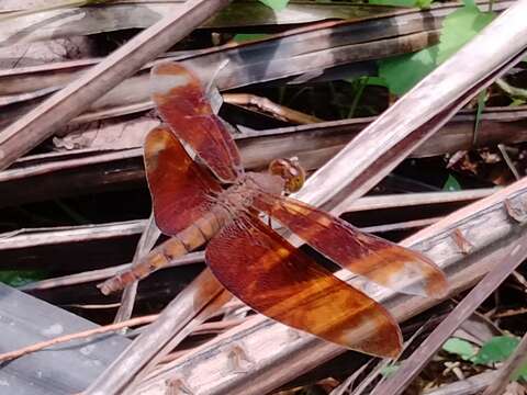 Image of Black Stream Glider