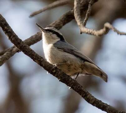 Image of Black-masked Nuthatch