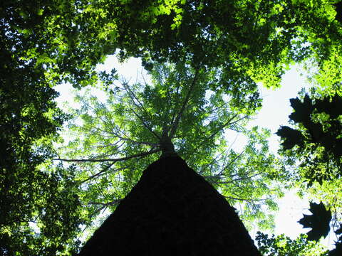 Plancia ëd Fraxinus americana L.