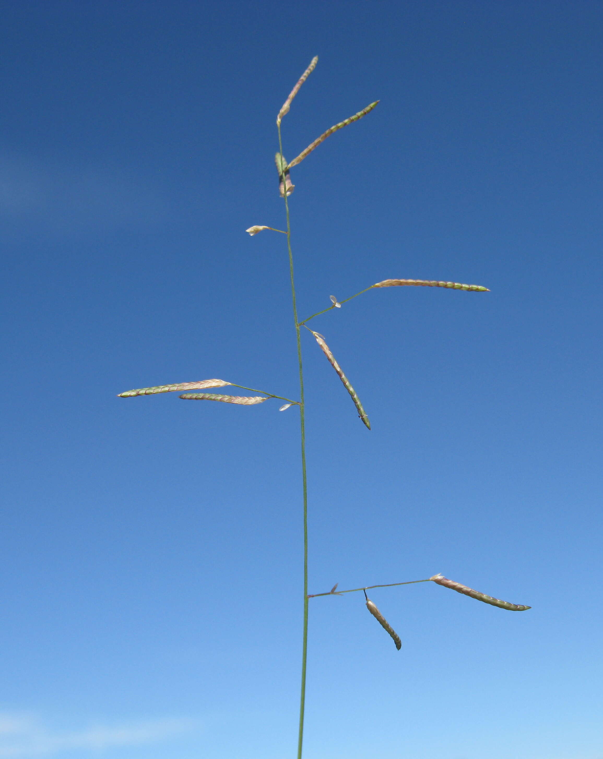 Image of Brown's lovegrass