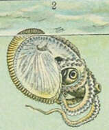 Image of argonauts and paper nautiluses