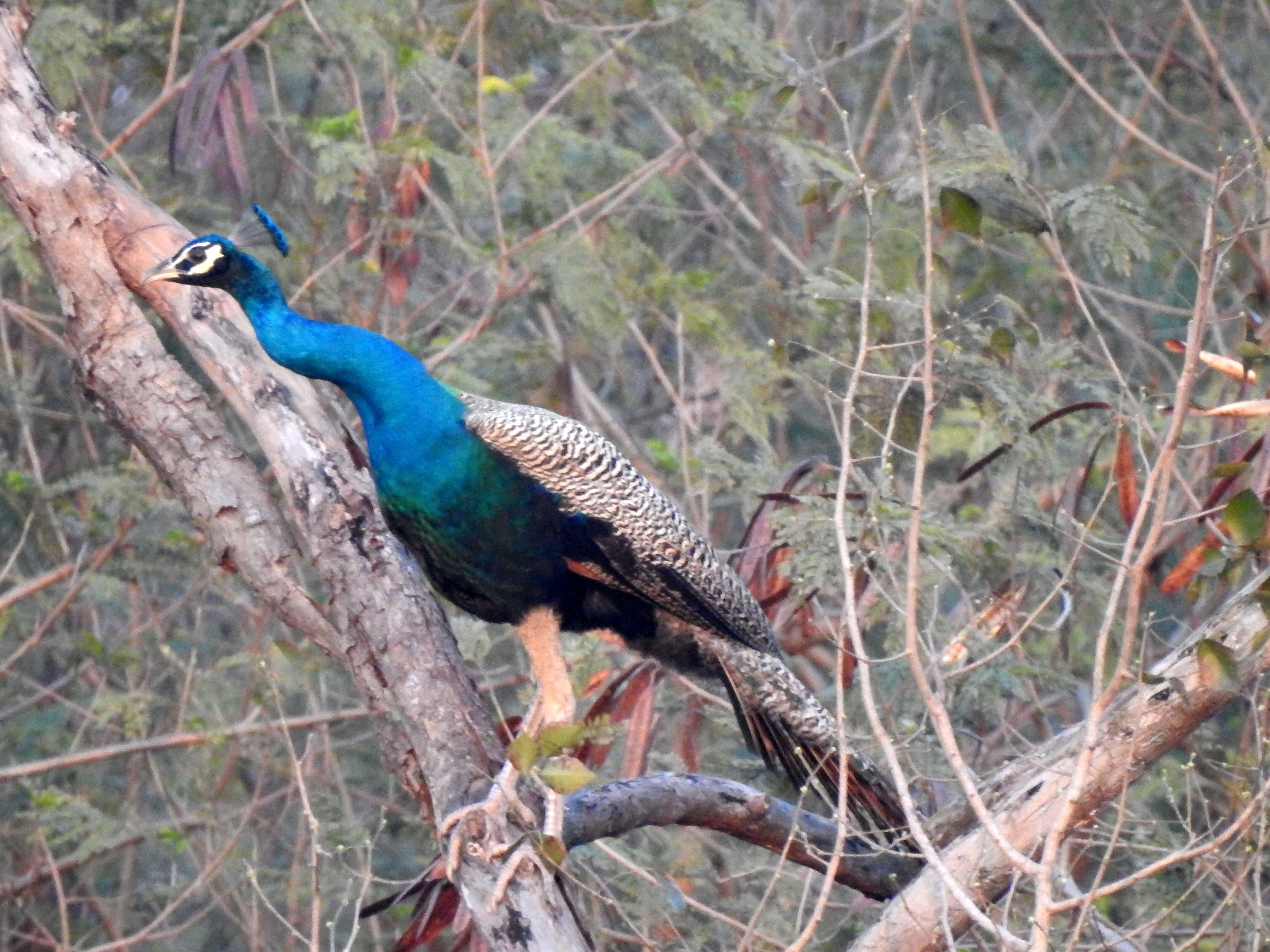 Image of Asiatic peafowl