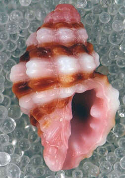 صورة Muricopsis rosea (Reeve 1846)