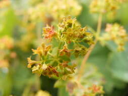 Image of smooth lady's mantle