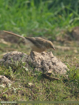 Image of Large Grey Babbler