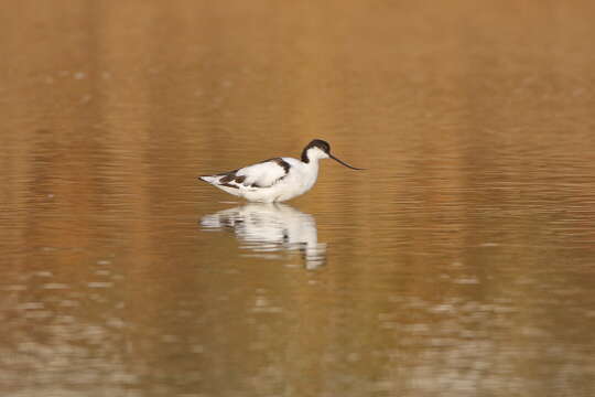 Image of avocet, pied avocet