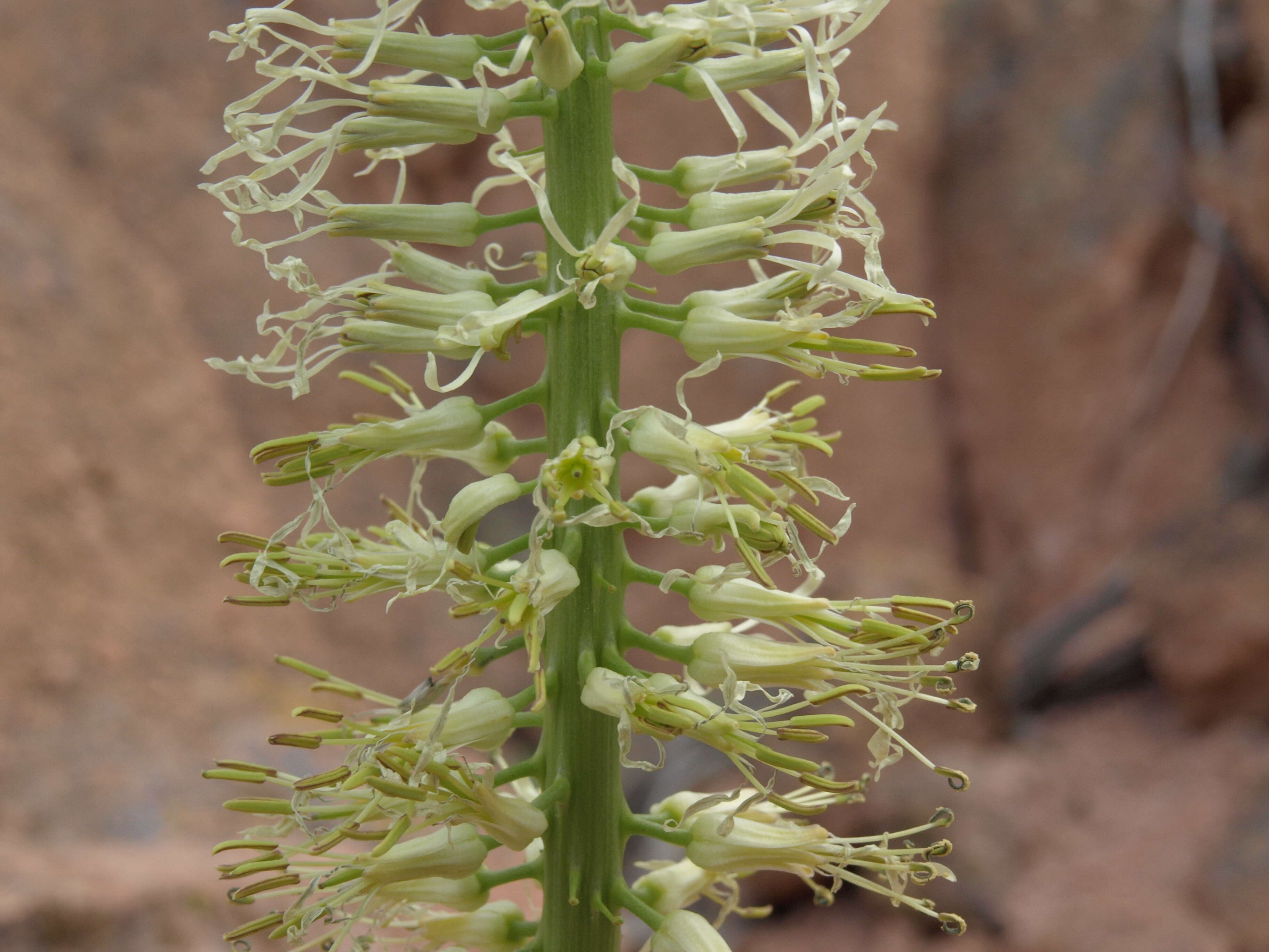 Image of cutleaf thelypody