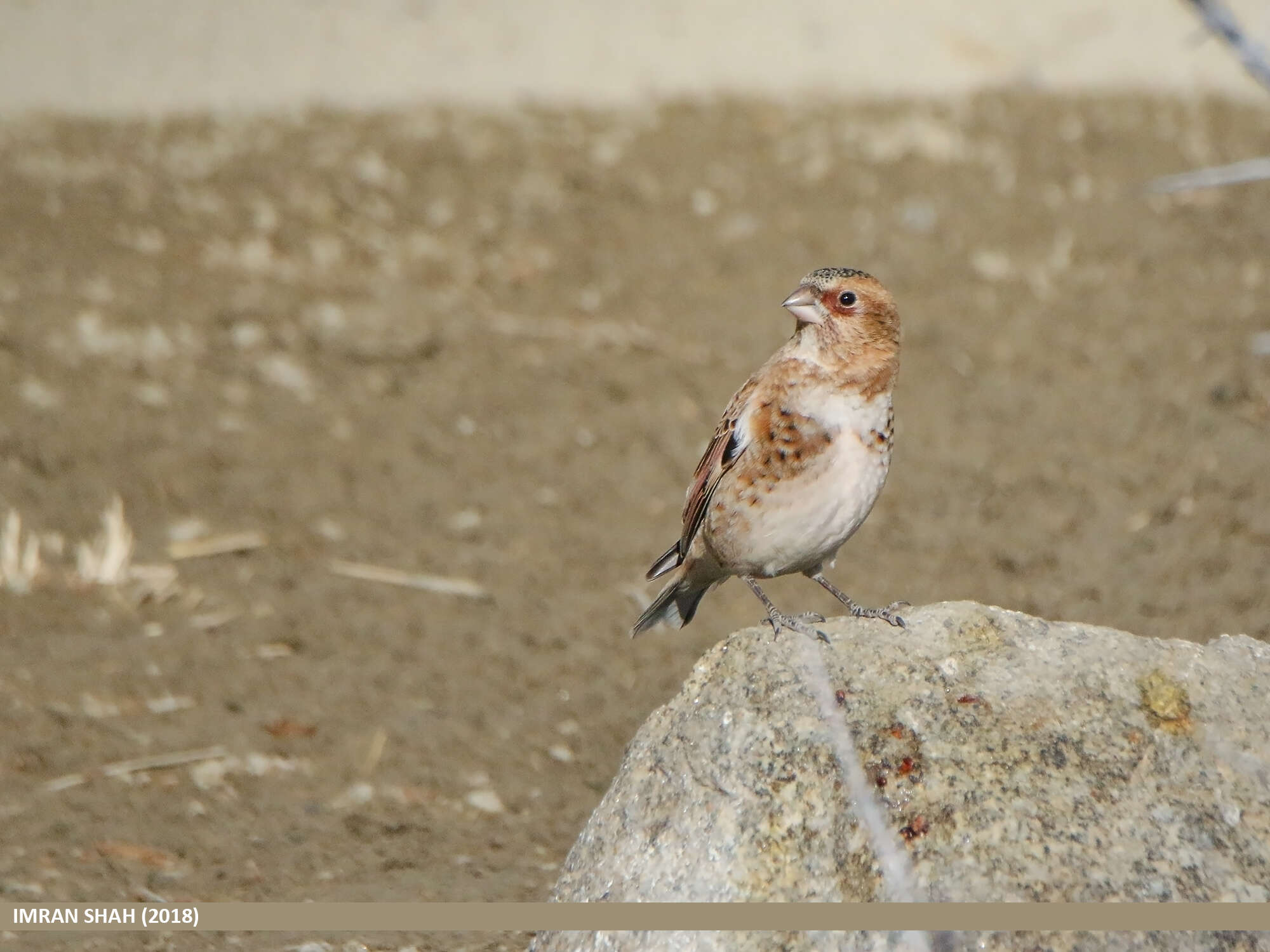 Image of Asian Crimson-winged Finch