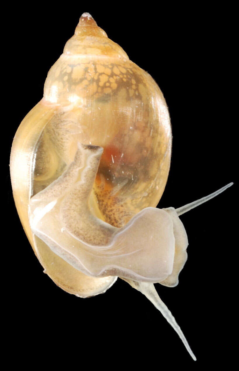 Image of acute bladder snail