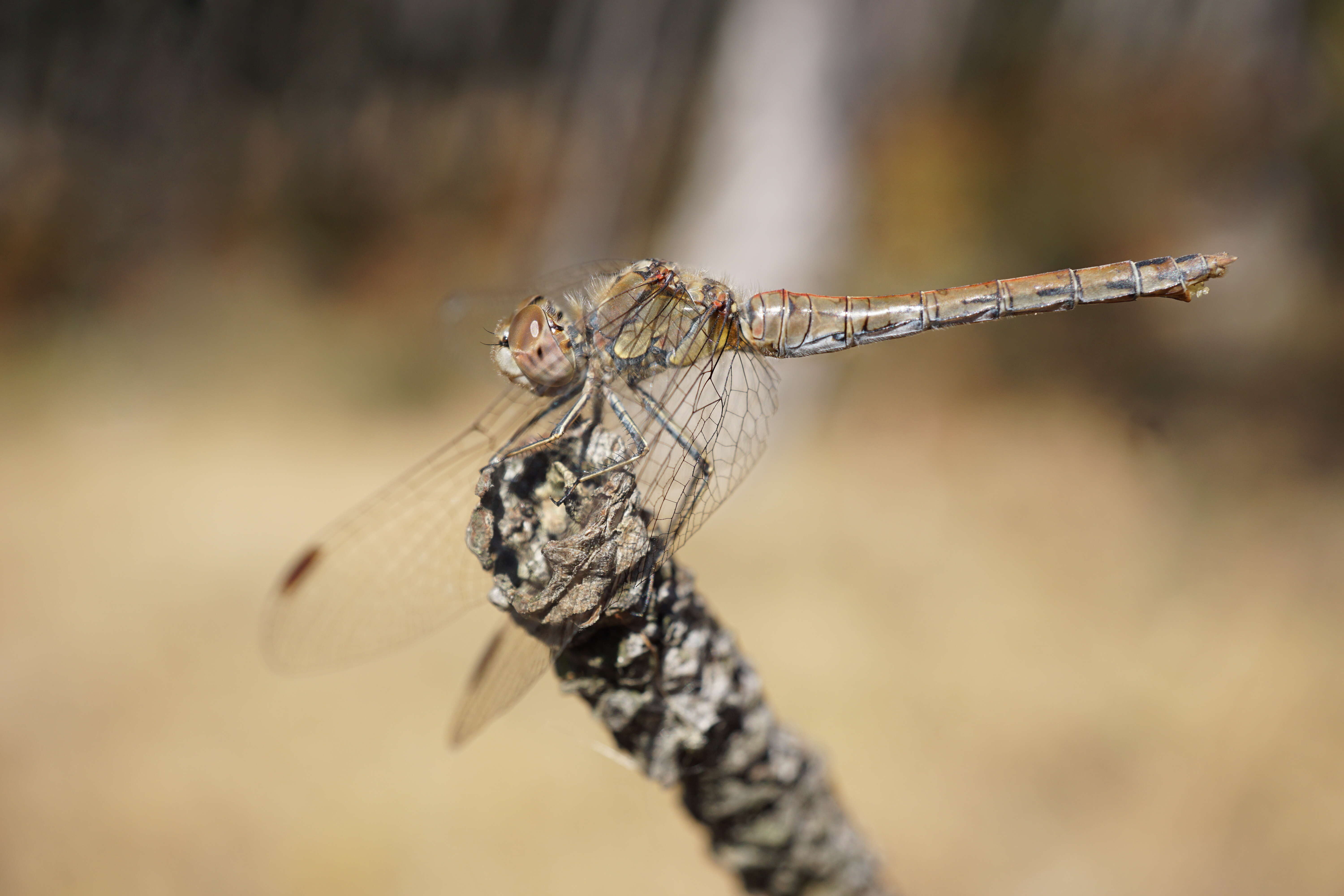 Image of Common Darter