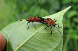 Image of Marsdenia volubilis (L. fil.) Cooke