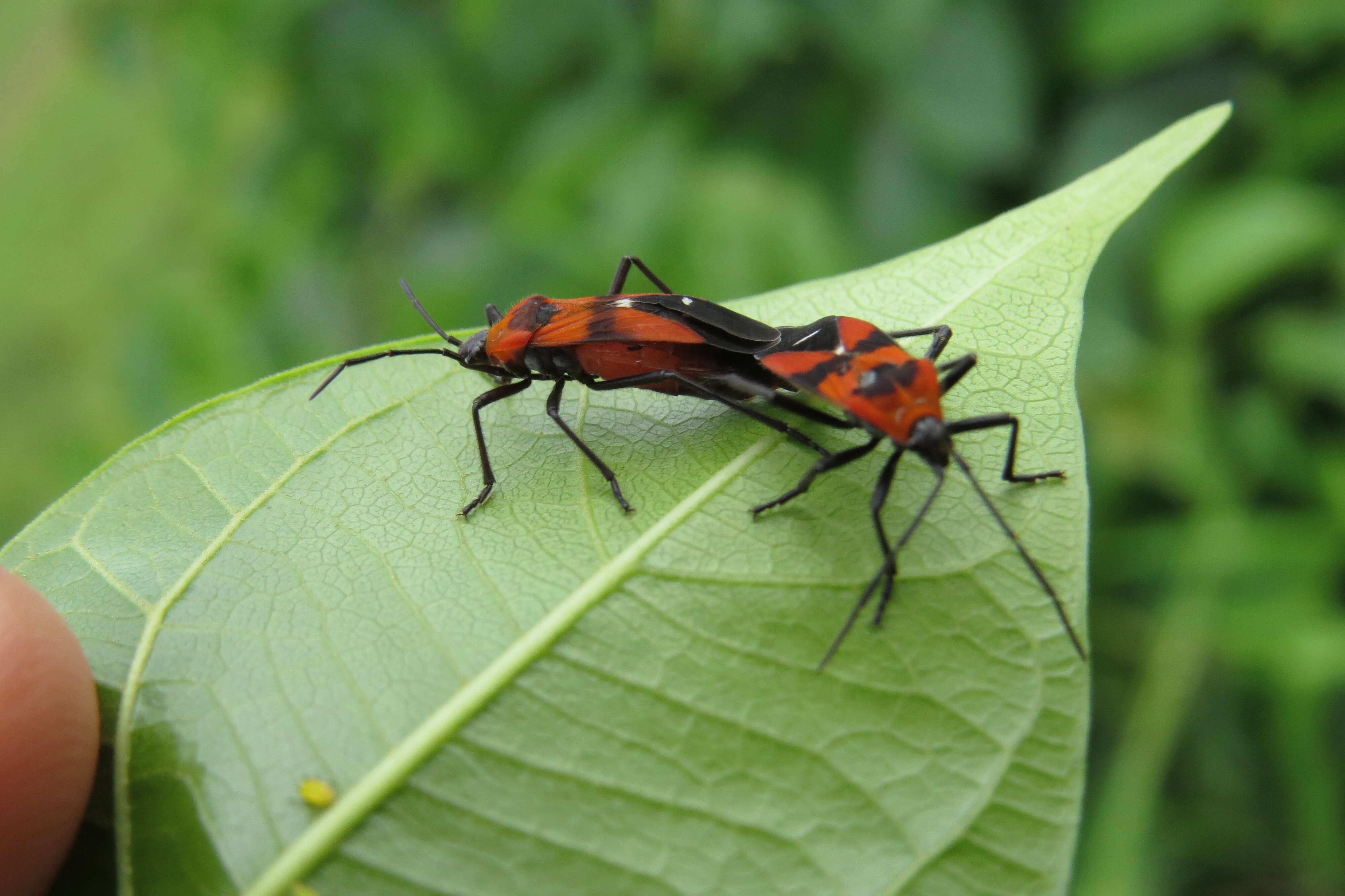 Image of Marsdenia volubilis (L. fil.) Cooke