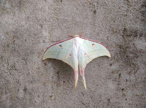 Image of Luna Moth