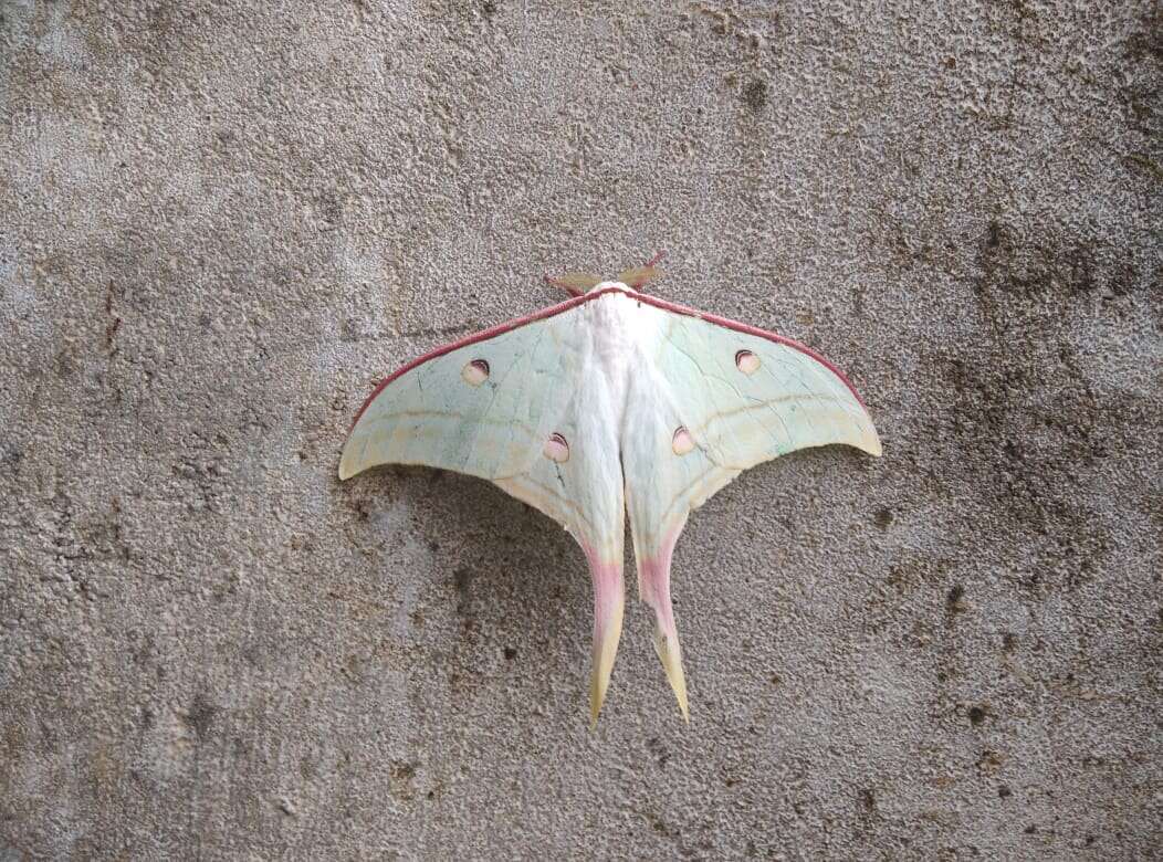 Image of Luna Moth