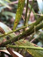 Image of Large-seeded lawyer's vine