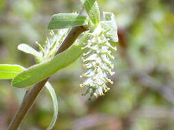 Image of Salix salviifolia Brot.