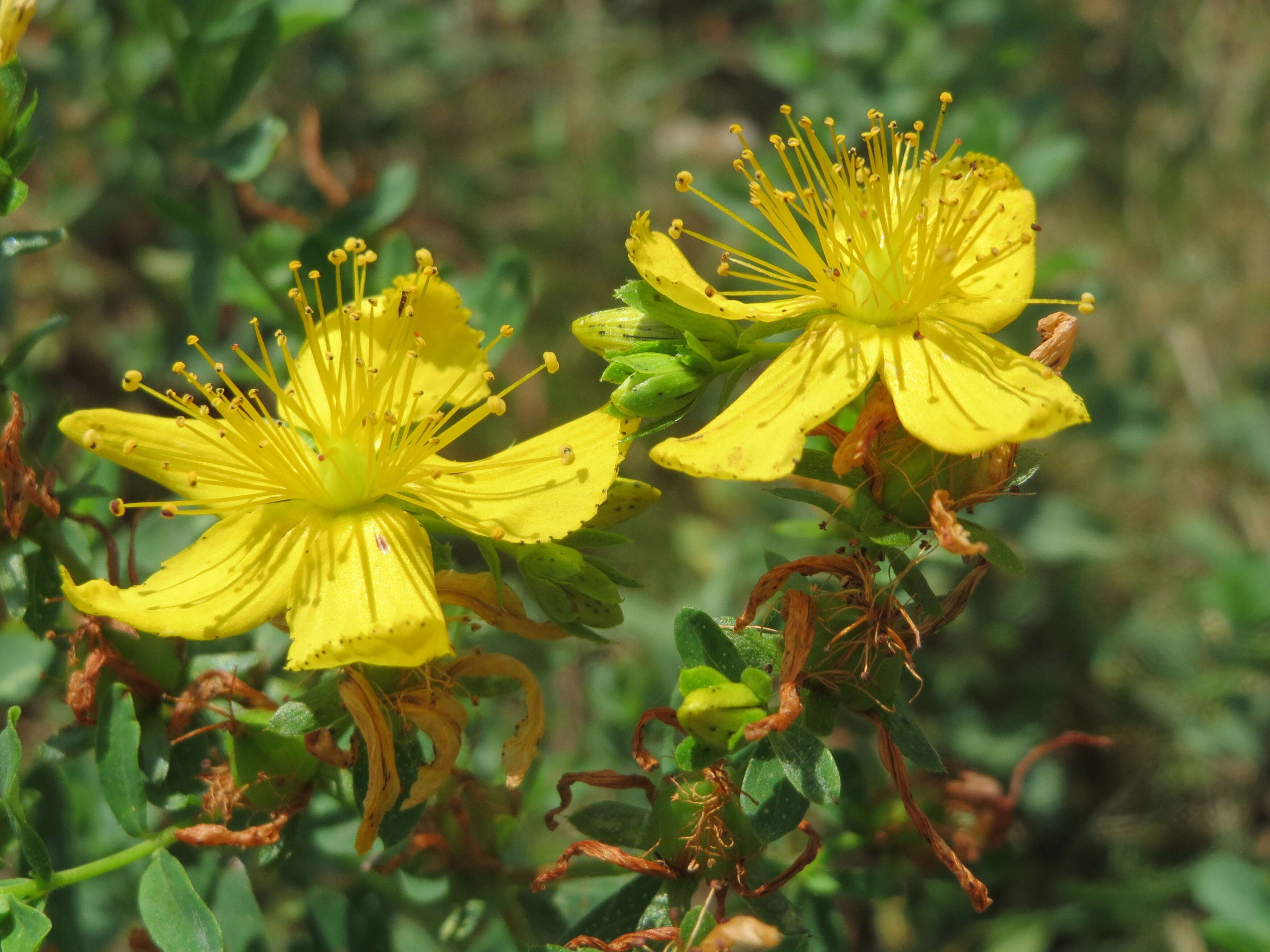 Image of spotted St. Johnswort