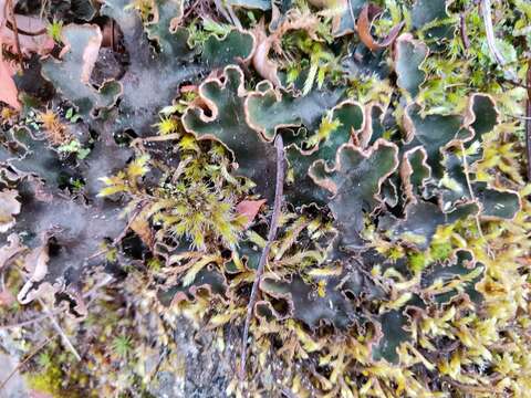 Image of felt lichen