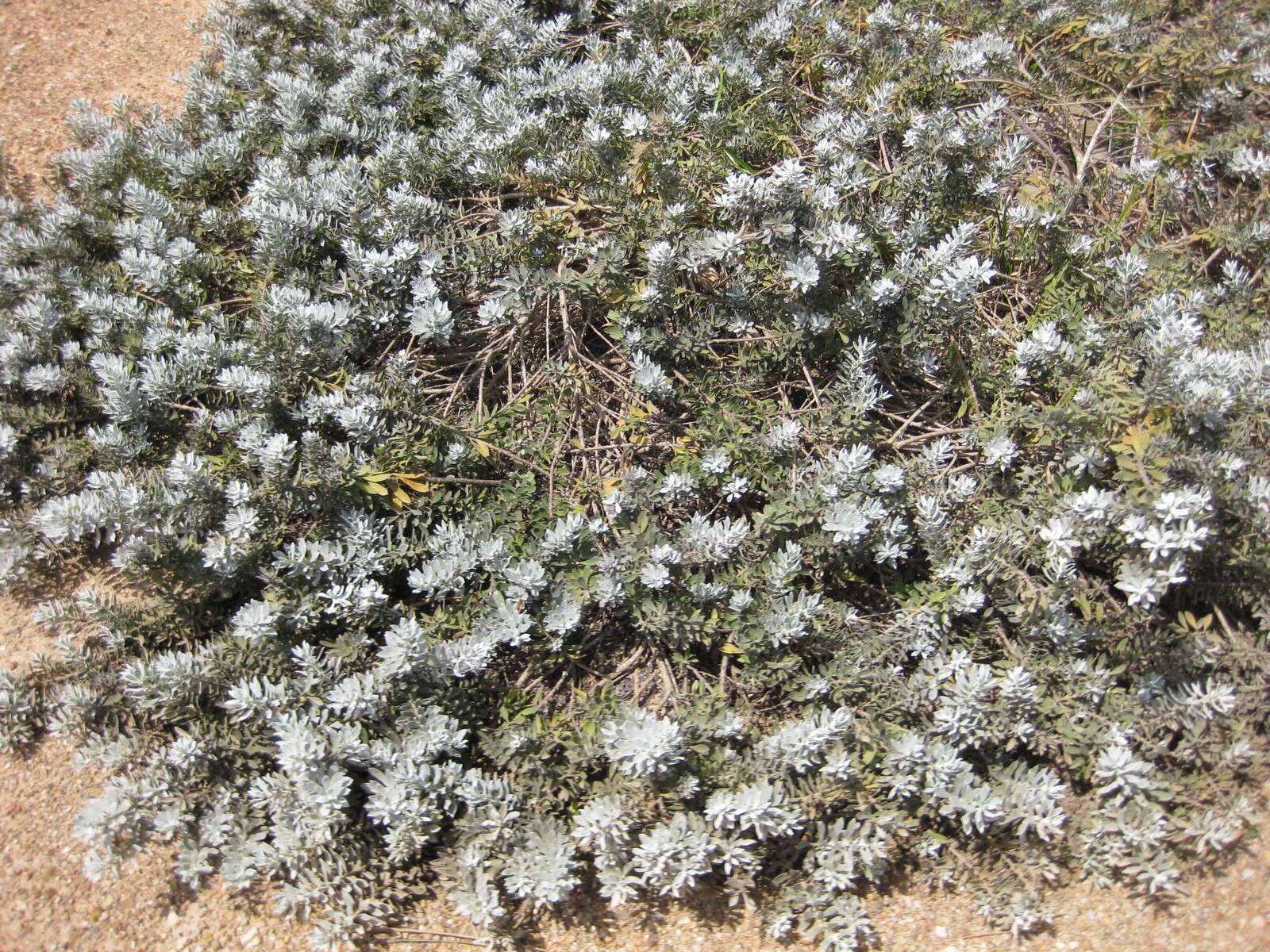 صورة Eremophila glabra (R. Br.) Ostenf.