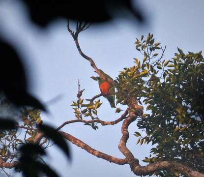 Image of Orange-bellied Fruit Dove